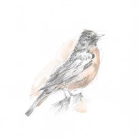 Framed 'Robin Bird Sketch I' border=