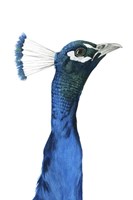 Framed Peacock Portrait I