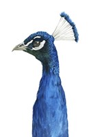 Framed Peacock Portrait II