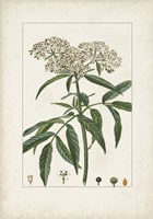Framed Antique Turpin Botanical VII