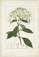 Framed Antique Turpin Botanical VIII