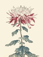 Framed Chrysanthemum Woodblock III