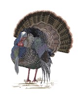 Framed Turkey Study II
