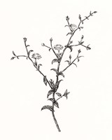 Framed 'Wild Bloom Sketch II' border=