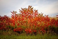 Framed Autumn Sumac