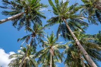 Framed Palawan Palm Trees II