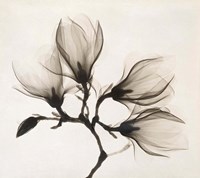 Framed Branch with Four Magnolias, 1910-1925