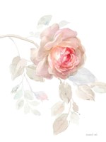 Framed Gentle Rose I