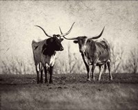 Framed Texas Longhorns