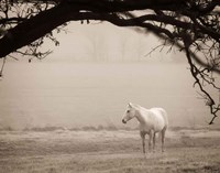 Framed Hazy Horse II