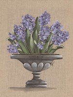 Framed Hyacinth Urn