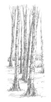 Framed Birch Tree Sketch II