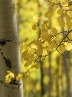 Framed Aspen Highlights