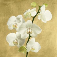 Framed 'Orchids on a Golden Background II' border=