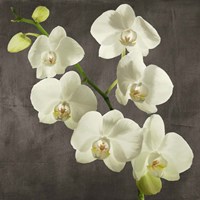 Framed Orchids on Grey Background I