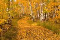 Framed Aspen Tree Trunks