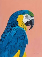 Framed Blue and Gold Macaw