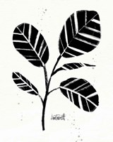 Framed Botanical Sketches IV