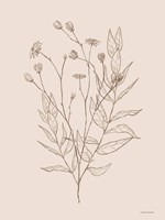 Framed Wildflower Drawing