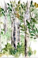 Framed Birch Forest II