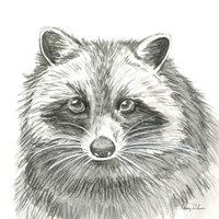 Framed 'Watercolor Pencil Forest VI-Raccoon' border=