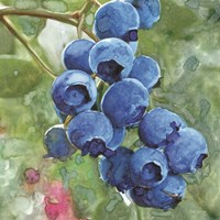 Framed Blueberries 4