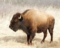 Framed American Bison III