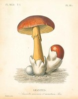 Framed French Mushrooms II