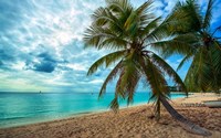 Framed Palm Tree Dreams