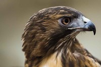 Framed Red Tailed Hawk Profile