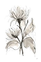 Framed Chrysanthemum II