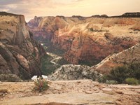 Framed Zion Desert Life