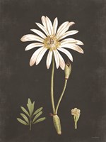 Framed Naturalist Bloom Study