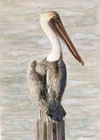 Framed Brown Pelican 1