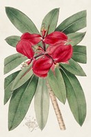 Framed Flora of the Tropics III