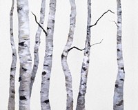 Framed Birch Trees I