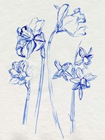 Framed Inky Daffodils I