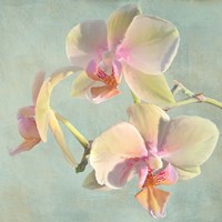 Framed Jewel Orchids I
