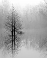 Framed Lake Trees in Winter Fog