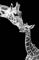 Framed First Love - Giraffe