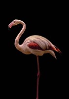 Framed Flamingo