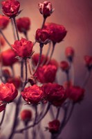 Framed Red Flowers