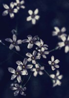 Framed Small Flowers