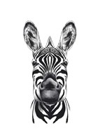 Framed Zebra Illustration