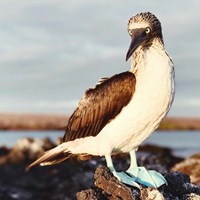 Framed Blue Footed Booby