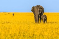 Framed Vibrant Africa