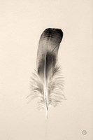 Framed Floating Feathers IV Sepia