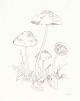 Framed Nature Sketchbook III