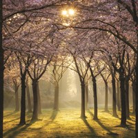 Framed Cherry Trees in Morning Light II