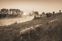 Framed Grazing Sheep